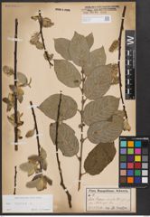Foto von Salix caprea L.